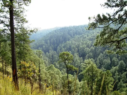 Vista panorámica de bosque